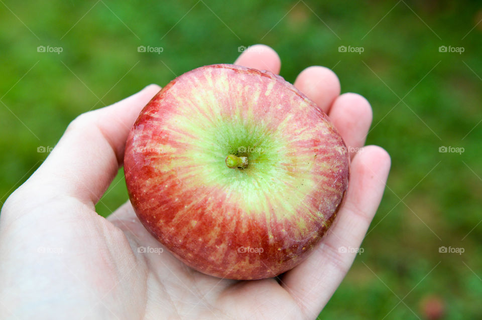 Close-up of a person's hand holding an apple outdoors