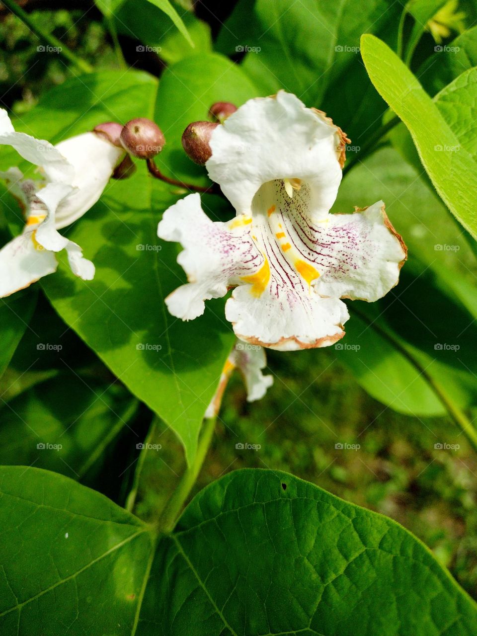 Closeup of a beautiful, elegant, delicate white flower on a lovely, bright, sunny, Spring day