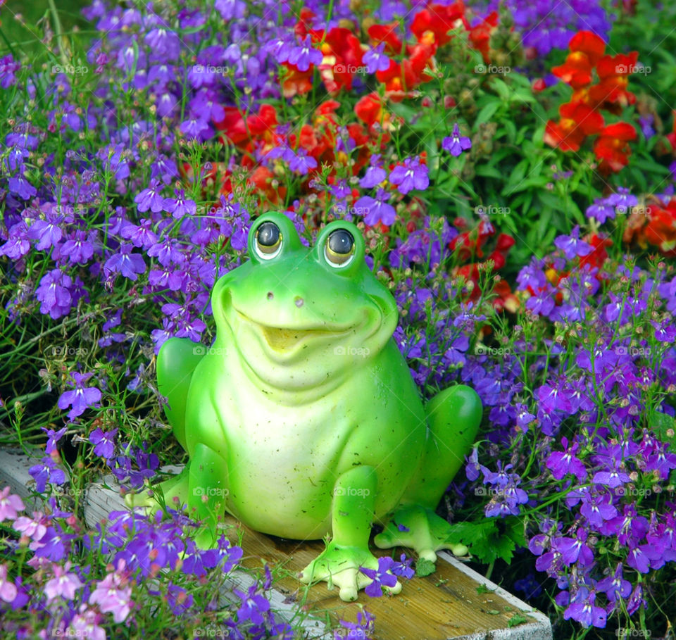 frog garden flower