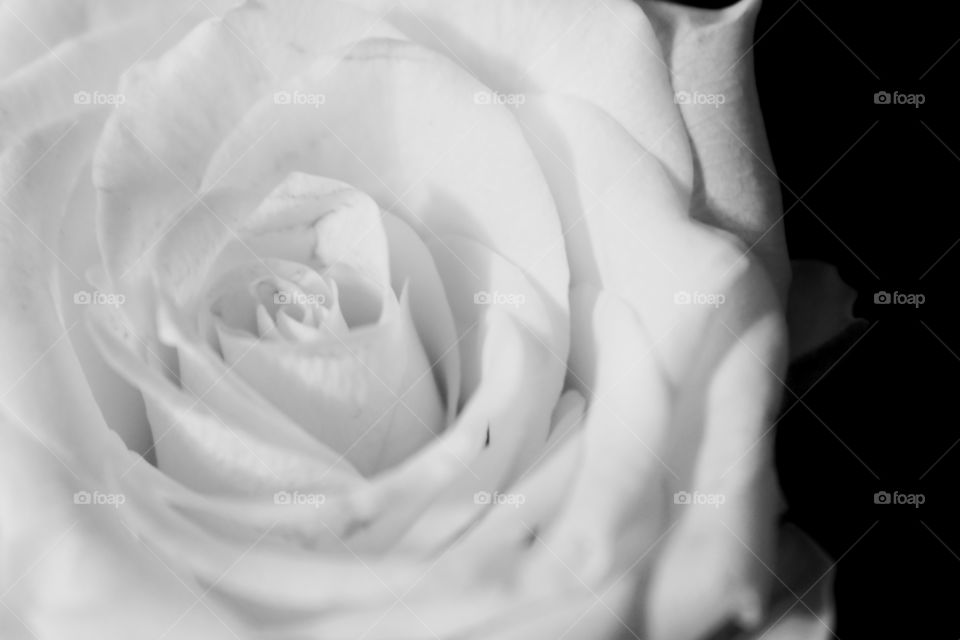 White Rose