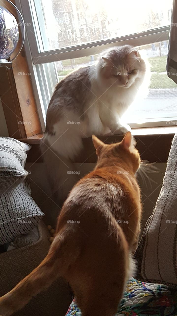 Window kitties