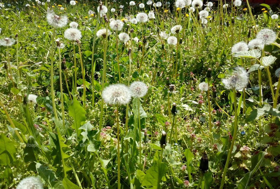 dandelion field