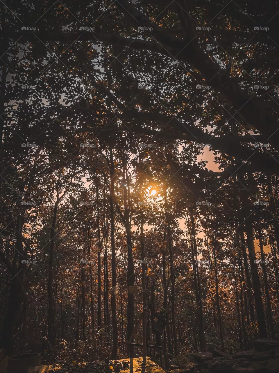Sunbeams 