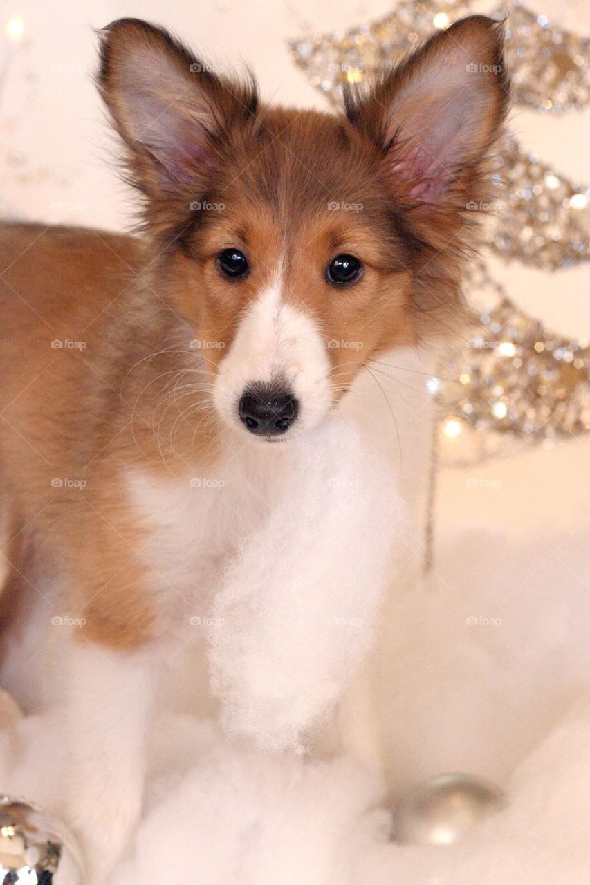 Sheltie