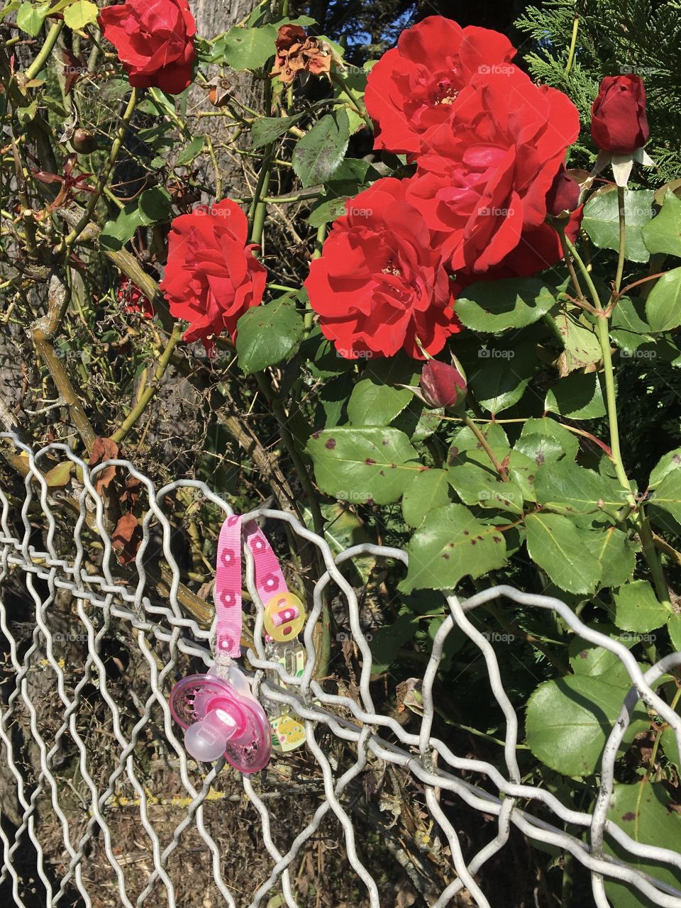Lost pacifier and roses