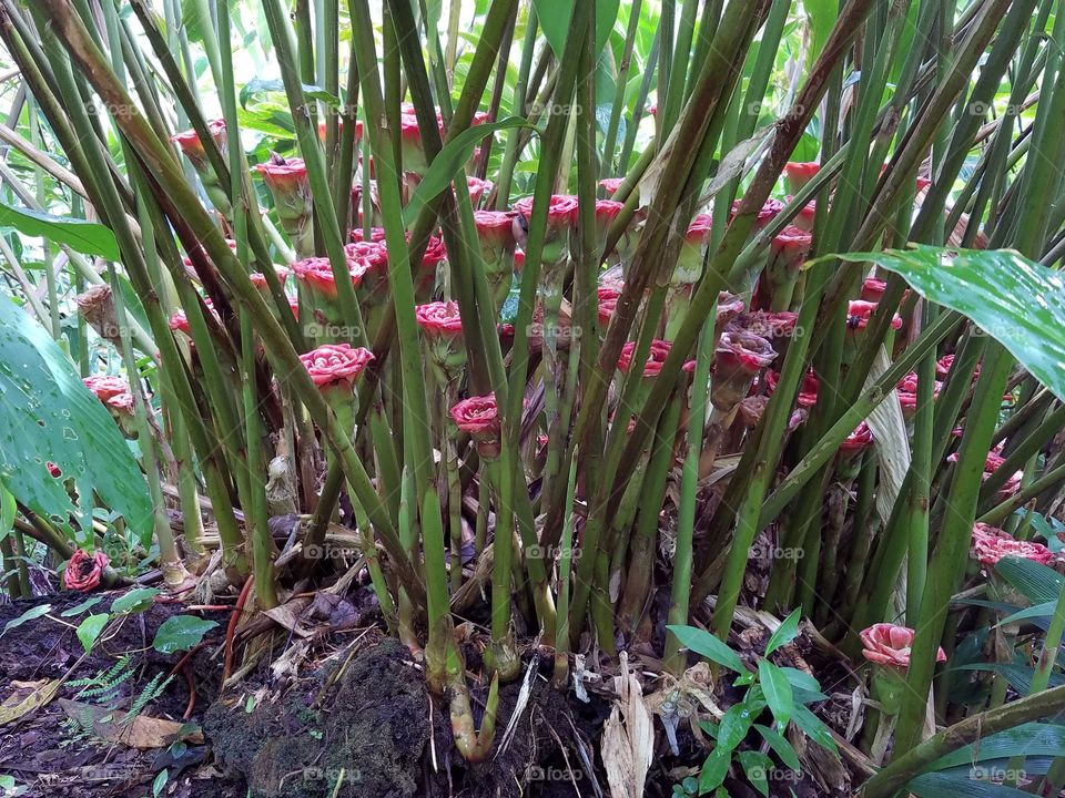 Exotic flowers