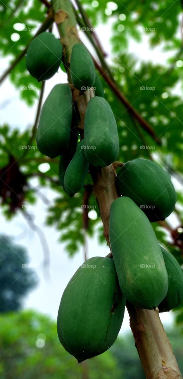 Papaya, or betik is a plant that is thought to have originated in southern Mexico and northern parts of South America. Papaya is now widespread and widely grown throughout the tropics for its fruit