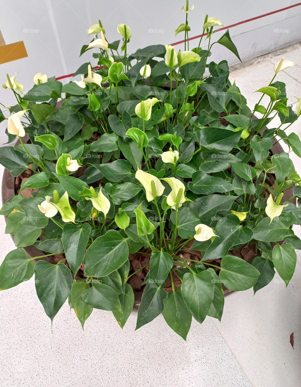 A beleza das flores brancas. As flores brancas são lindas, leves e deixam o ambiente com aquela sensação de paz tranquilidade e amor puro