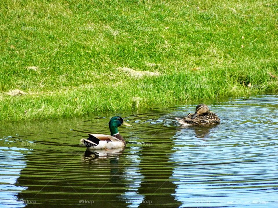 Mallard Ducks