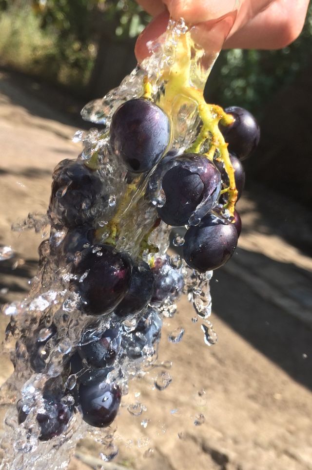 grapes