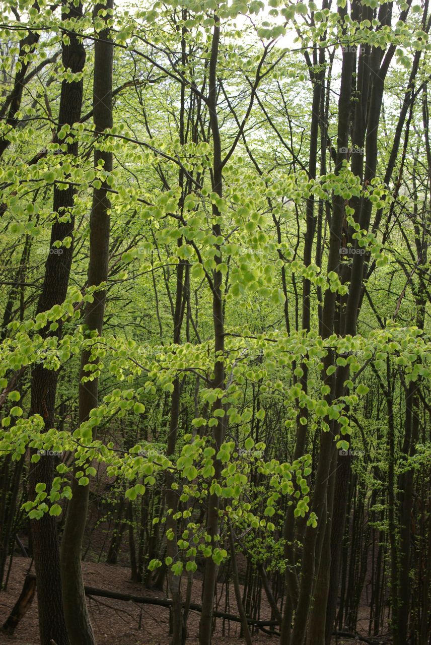 Scenic view of trees in forest