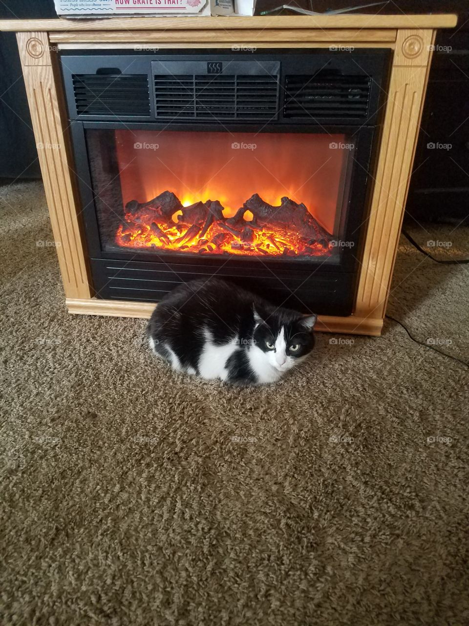 Warm kitty