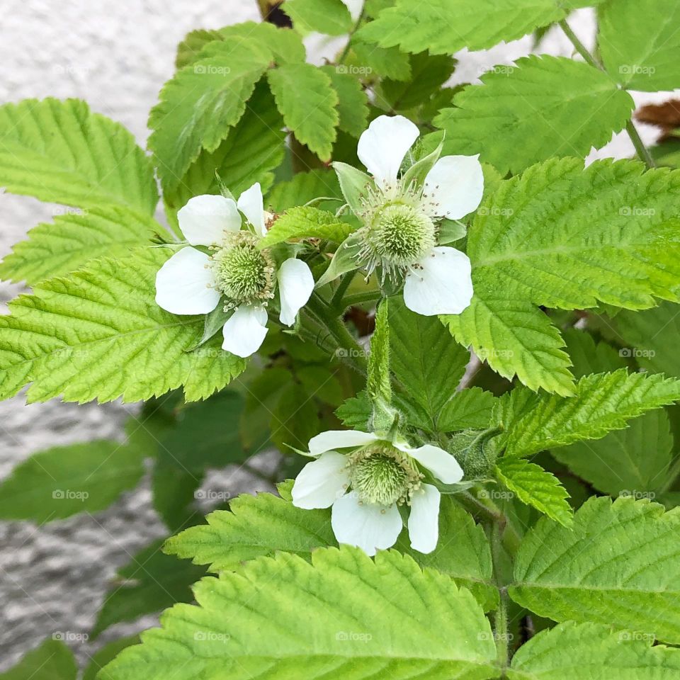 Green and White 