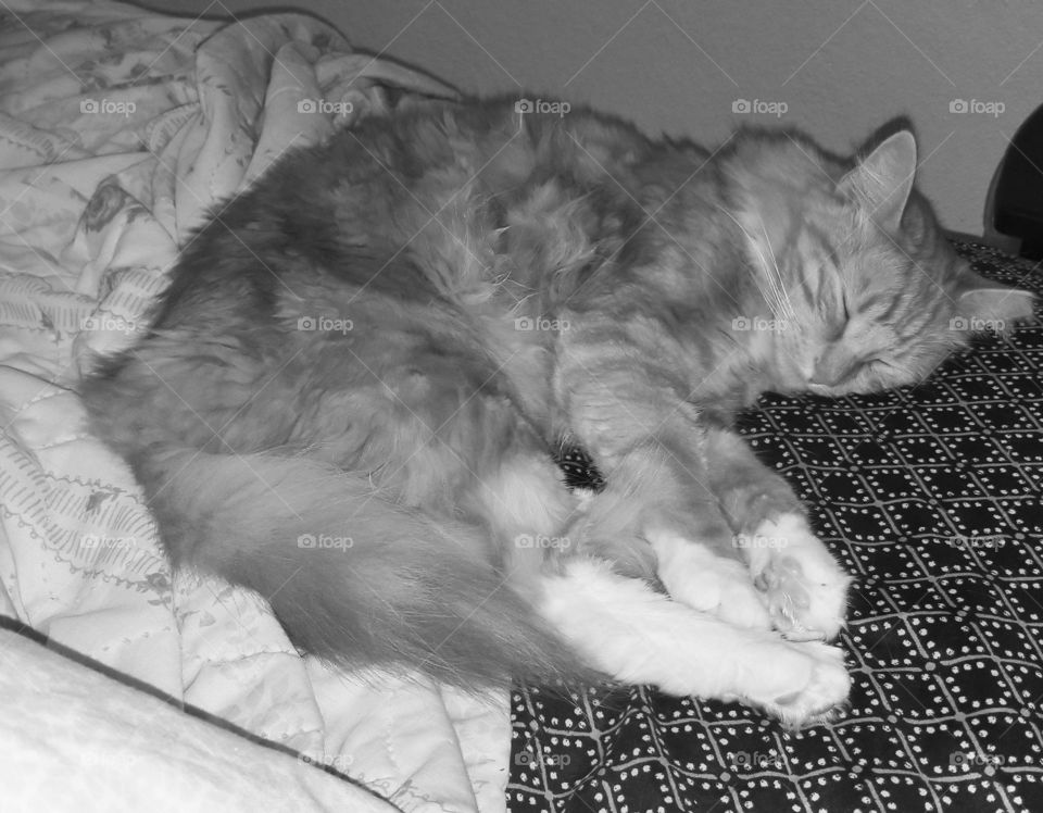 My sleepy Sammy after a day of bird and squirrel watching