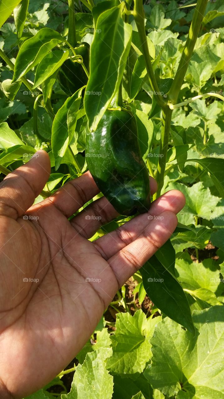 Leaf, Food, Agriculture, Nature, Vegetable