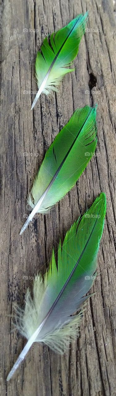 parrot feather