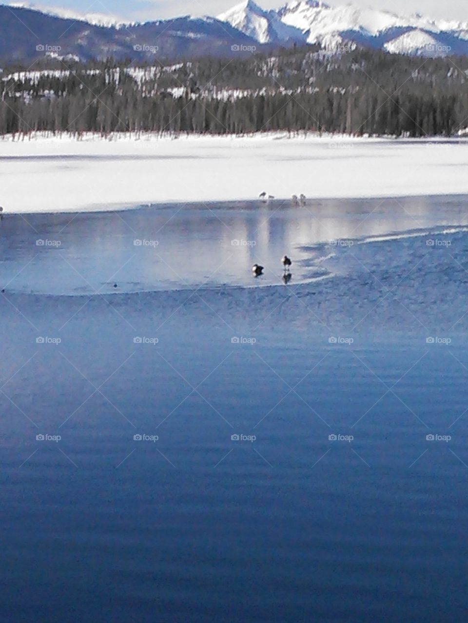 Geese on the Ice