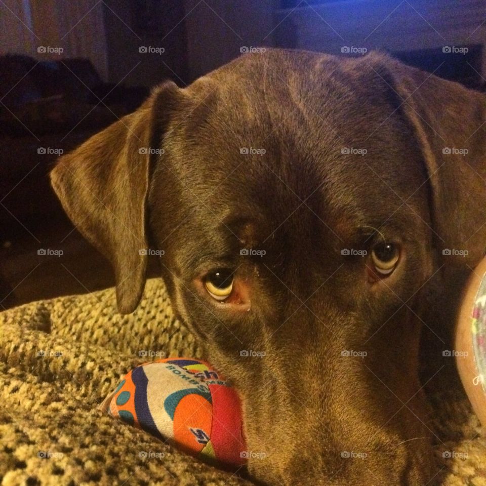 True love. My Chocolate lab trying to get attention 