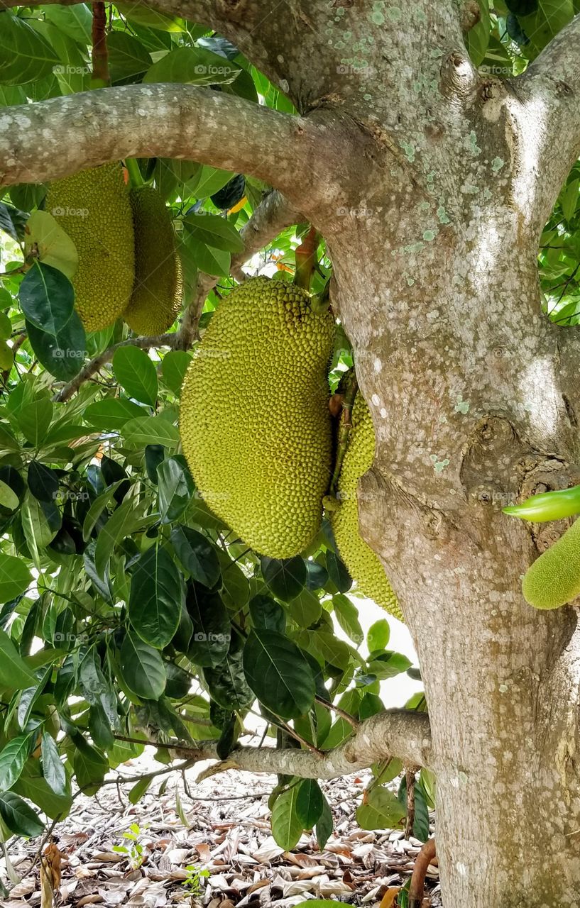jack fruit tree