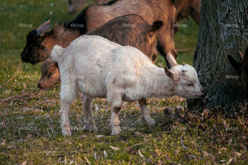 A small white goat eats the bark of a tree