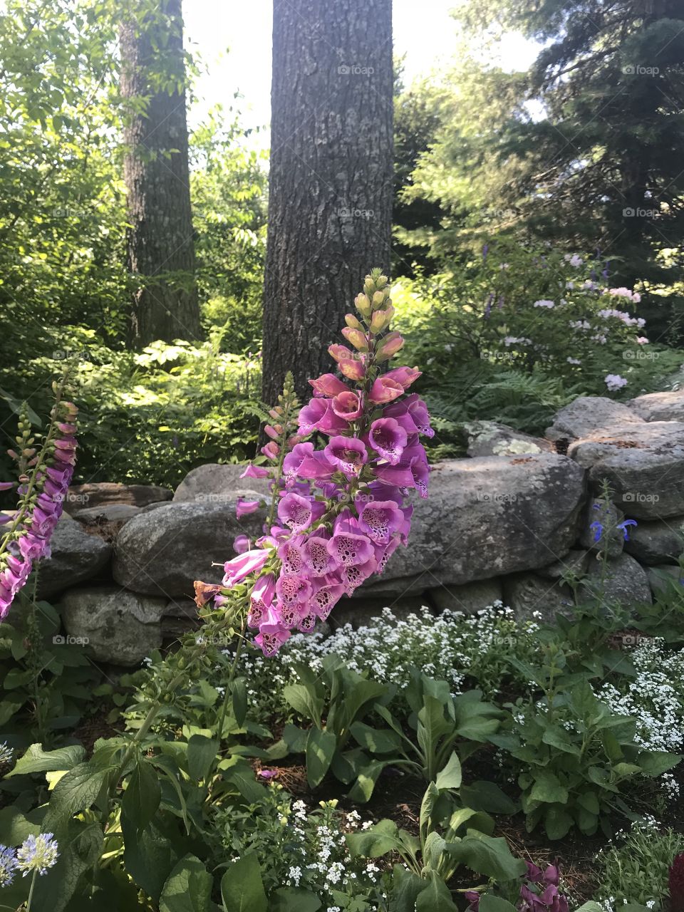Purple foxglove on the coast of Maine