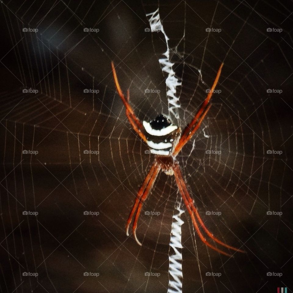 Spider on a web