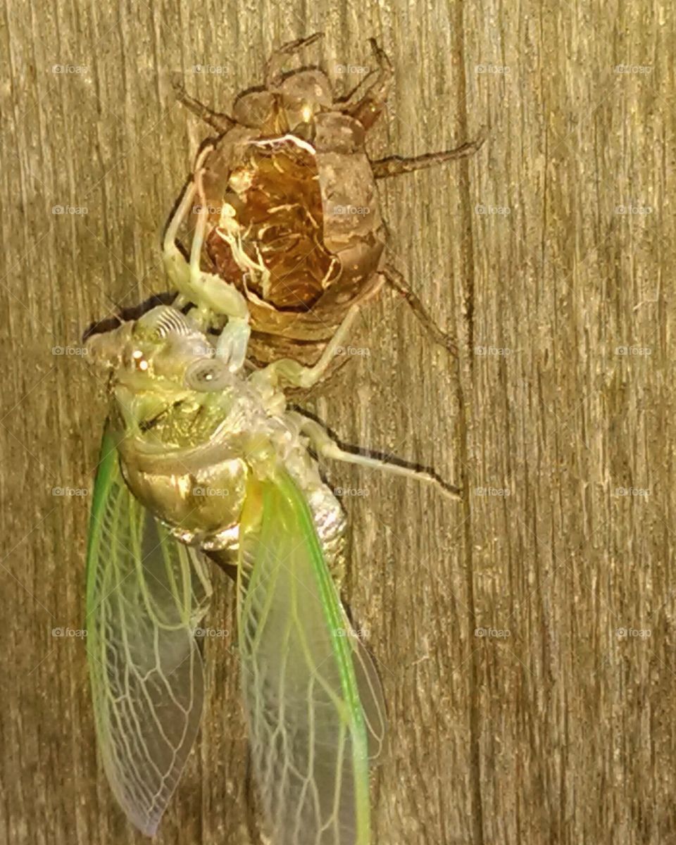 cicada. newly molted cicada