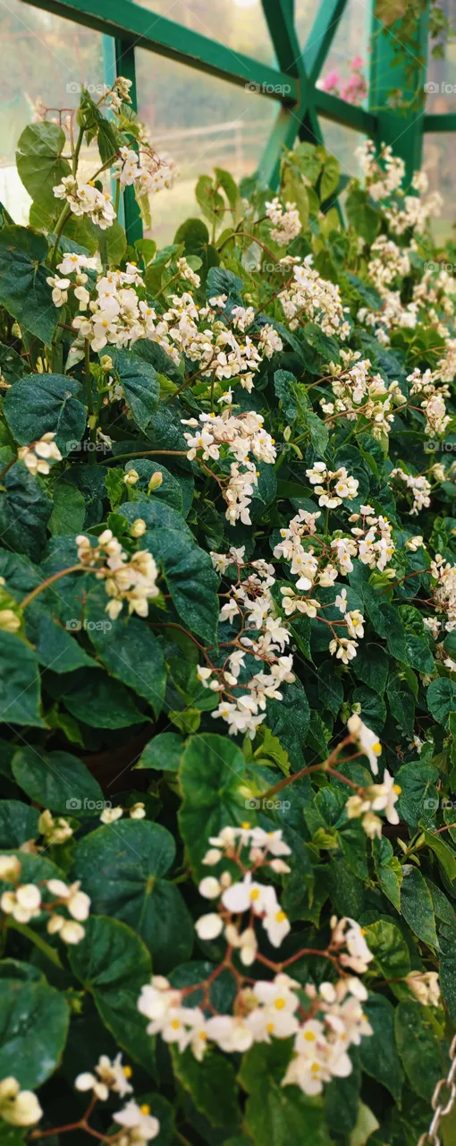 white flower