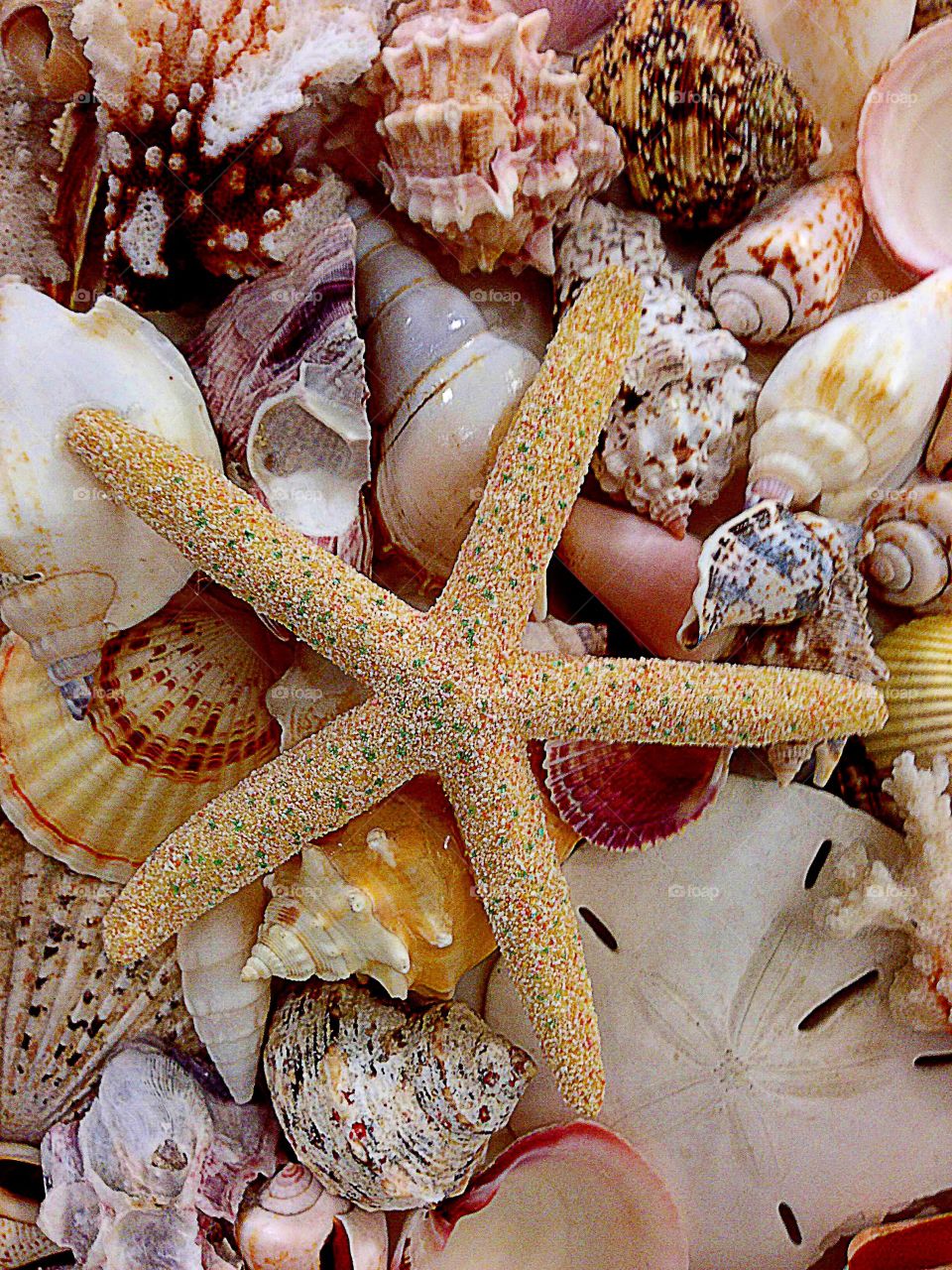 Colorful seashells 