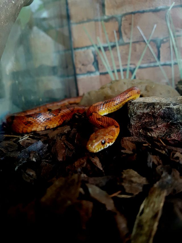 snake in a tank