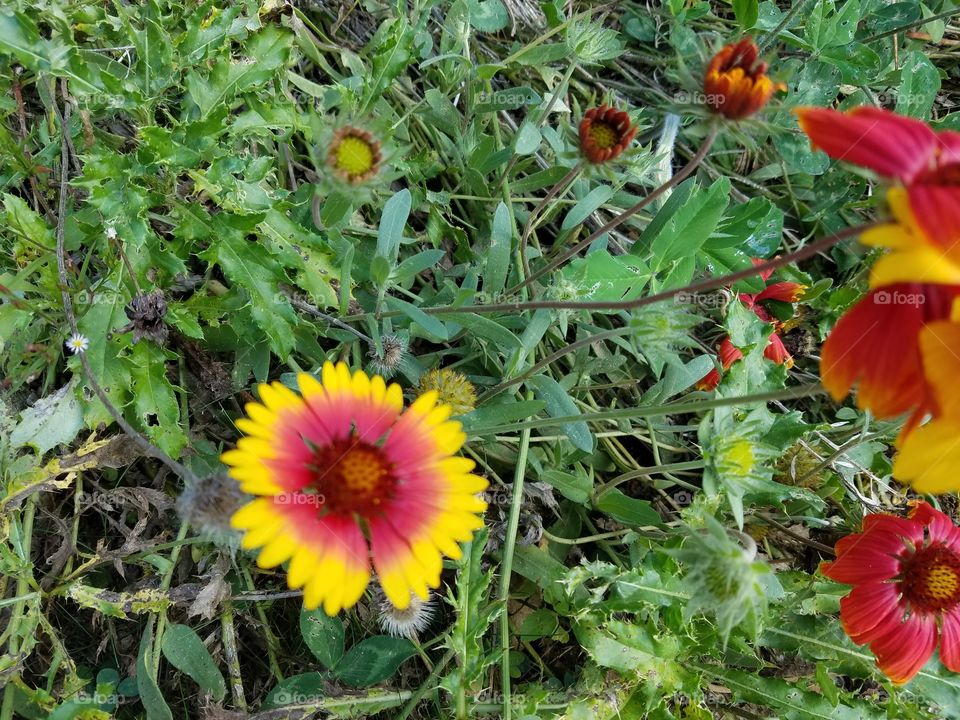 flower in the garden