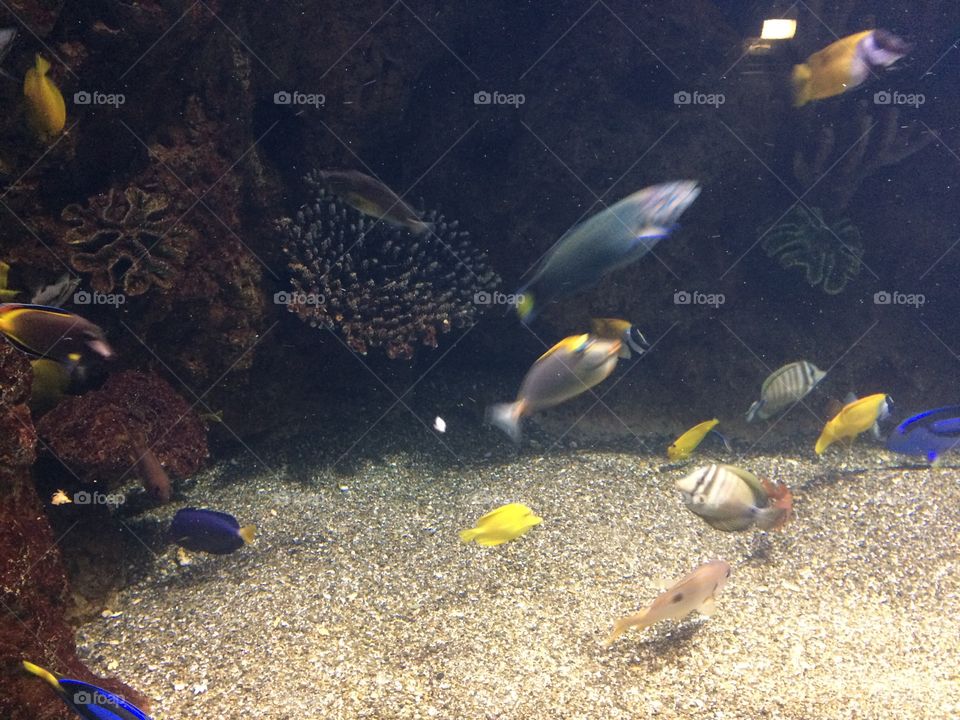 Океанариум Адлер 