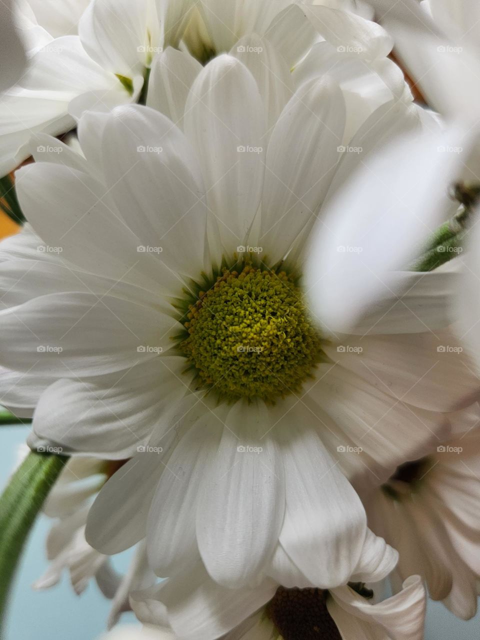 white daisies arrangement