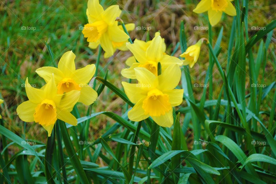 Daffodils in wales