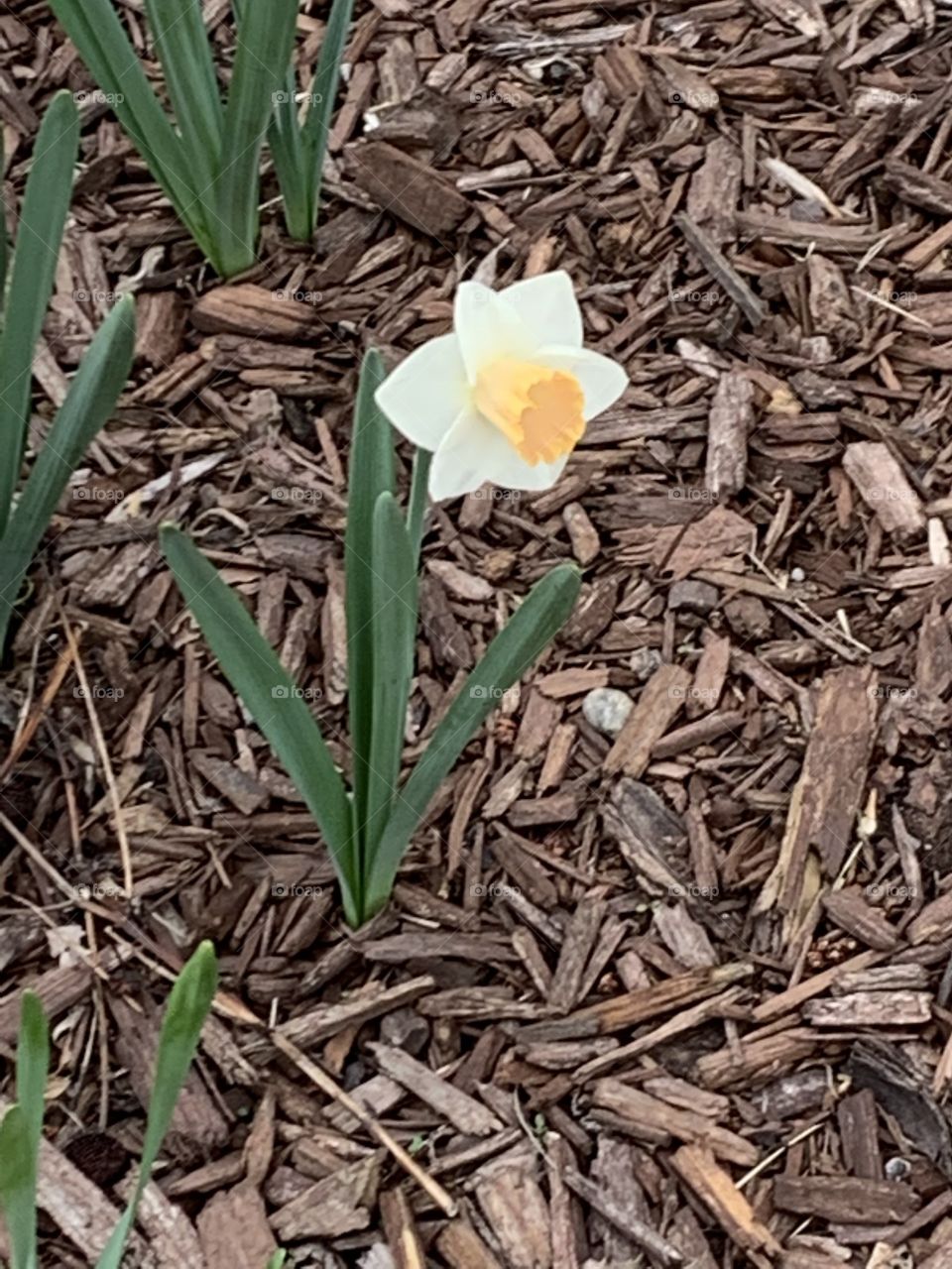 Dainty Daffodils 