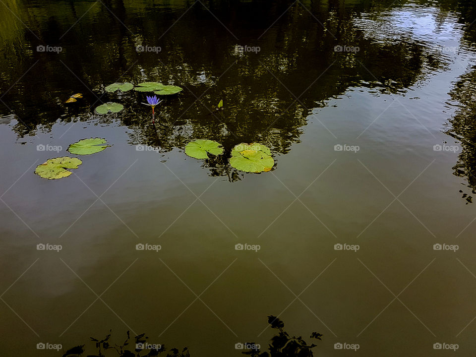 pond with waterlilies and reflections of trees
