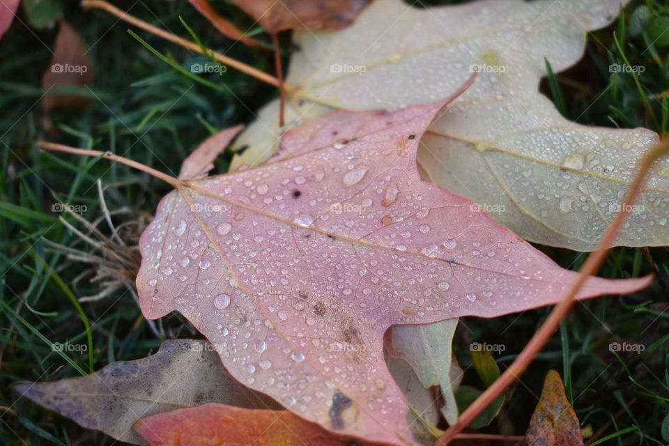 Morning dew resting on a fall leaf