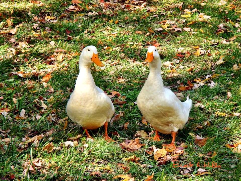 Cute little white ducks
