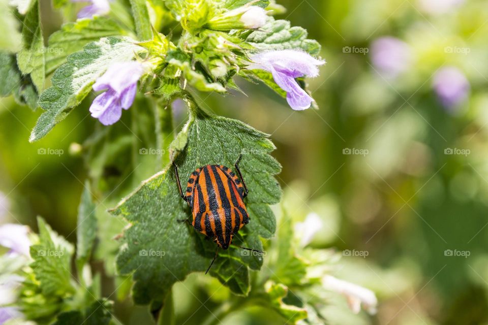 Graphosoma lineatum (Linnaeus, 1758)