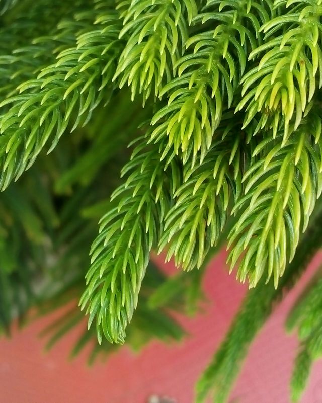 green leaves
