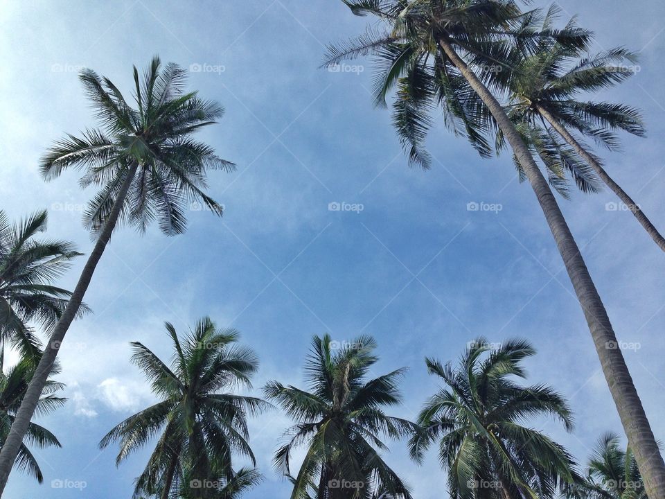 Low angle view of palm trees top