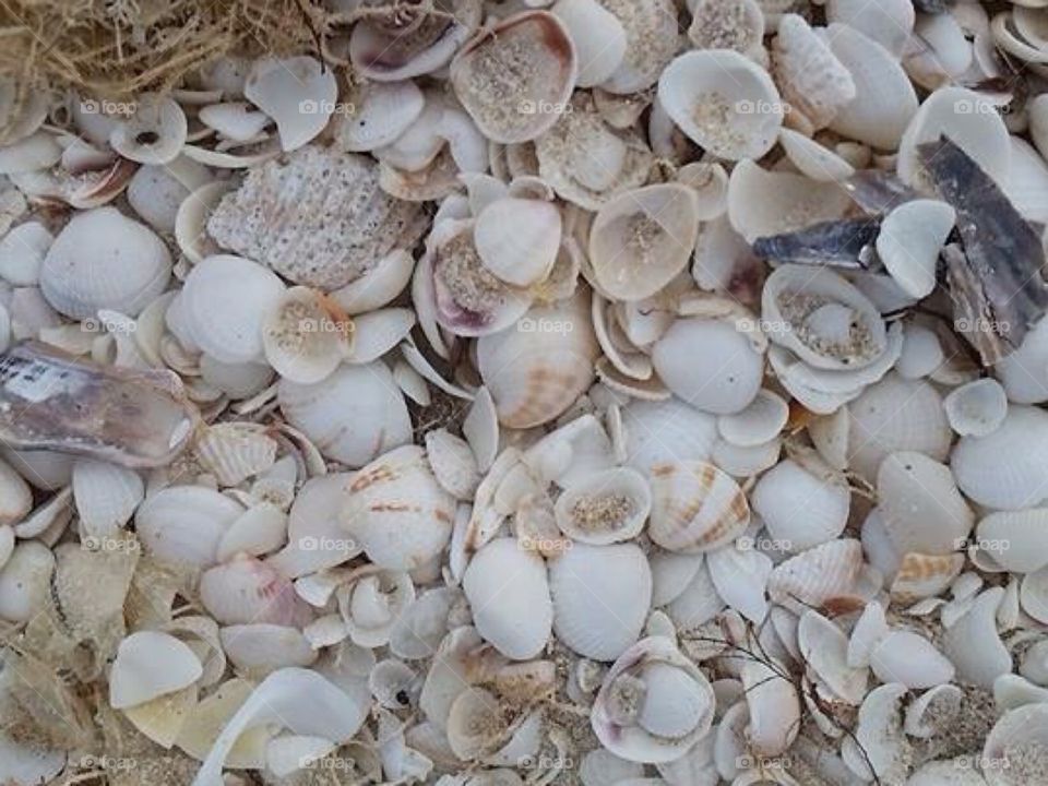 Oregon Beach Shells