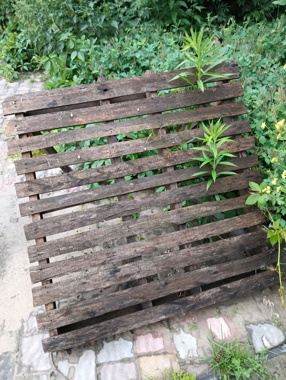 pallet