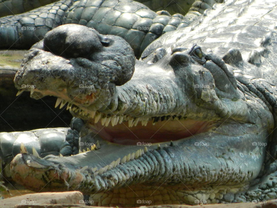 🐊 crocodile mouth