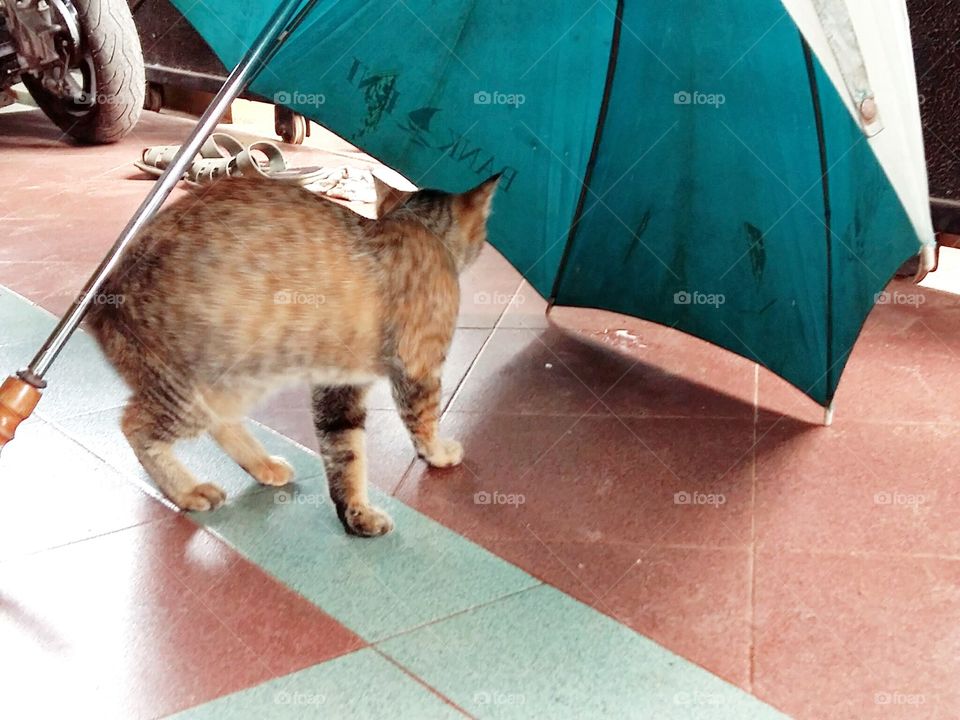 cat and umbrella