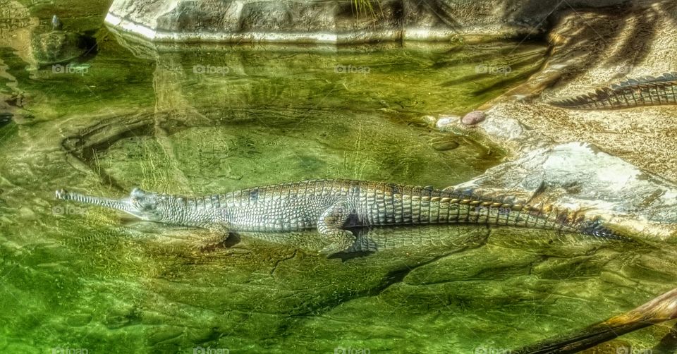 Jurassic Croc, San Diego Zoo