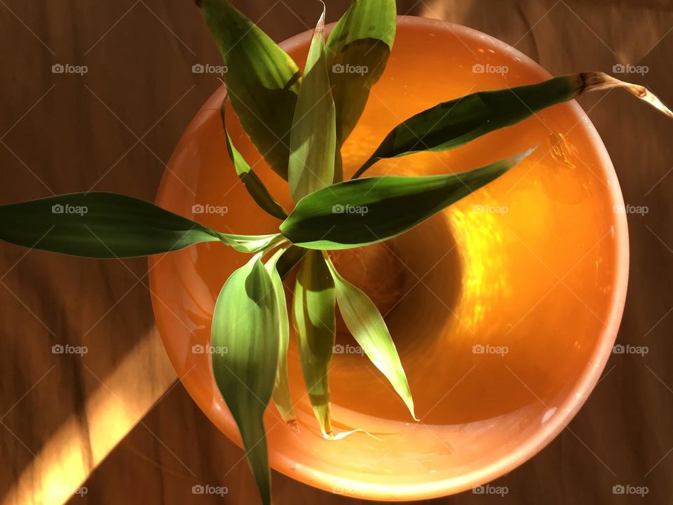 A green poem created by bamboo leaves and soft evening light. The story of growth and insatiable thirst for light.