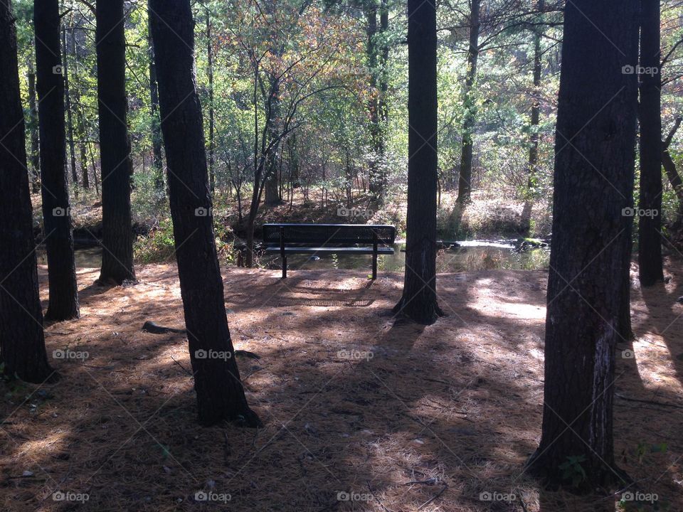 Lone bench 2. Off the trail in Merton wi
