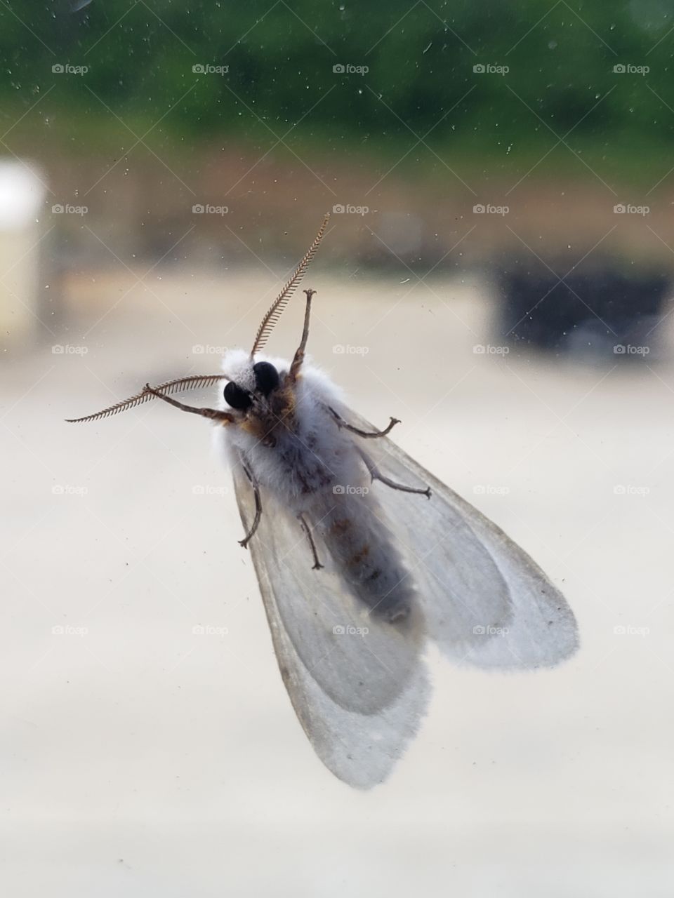Through the window - A large, gorgeous moth.