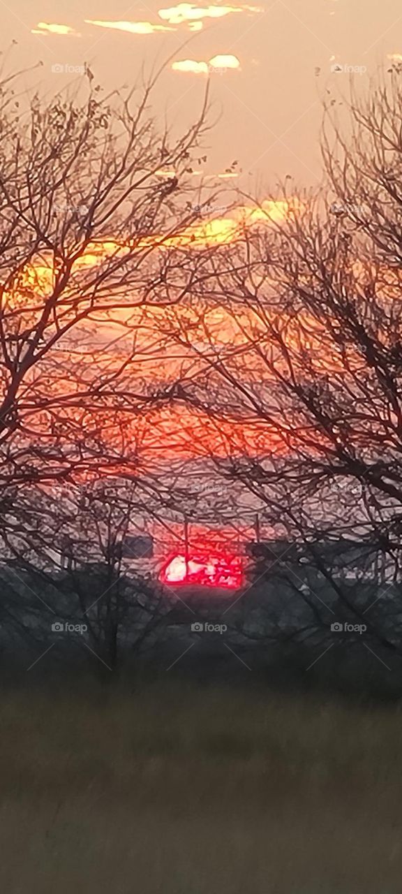 Sunset through the trees